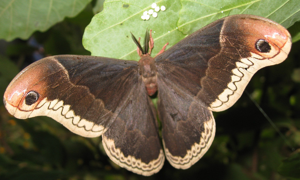 Promethea Moth - male