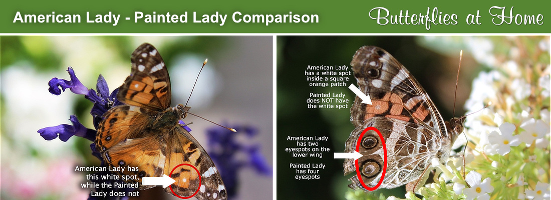 Side-by-side comparison of the Painted Lady and the American Lady Butterflies