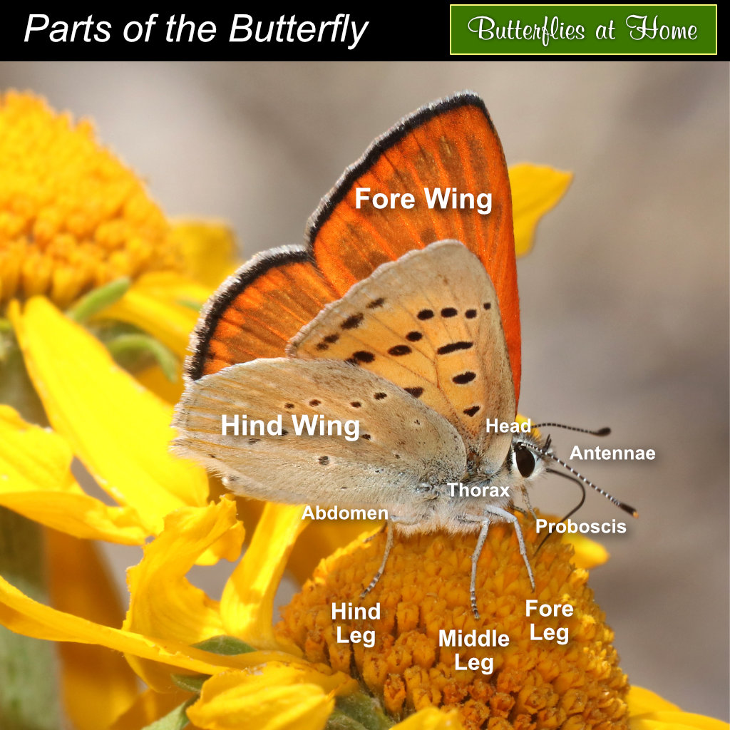 Chart showing the parts of a butterfly