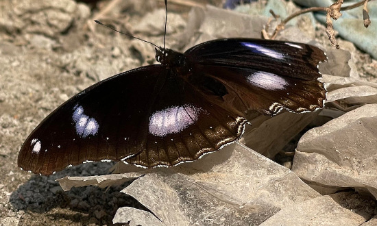 Male Hypolimnas-bolina - The Great Eggfly of Blue Moon Butterfly