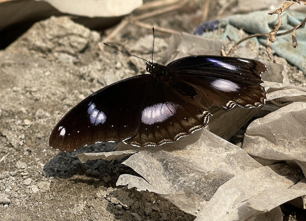 Male Hypolimnas-bolina - The Great Eggfly of Blue Moon Butterfly in Dhaka, Bangladesh, January of 2022