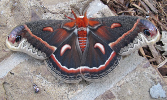 Cecropia Moth at Lake Tyler, Texas 