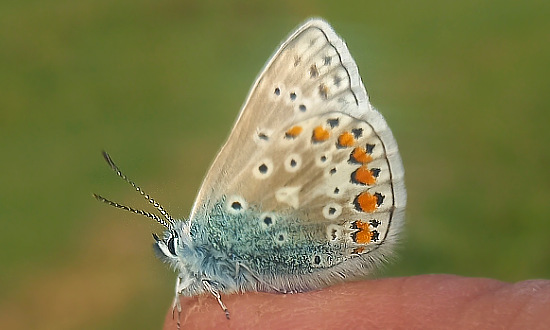 Chalk Hill Blue Butterfly, Portchester Common, UK, February 5, 2025
