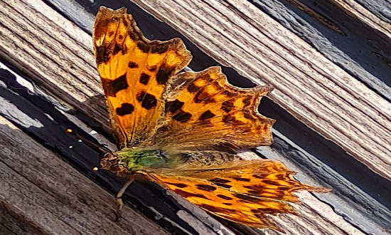 Comma butterfly, Kent, England, July 2022