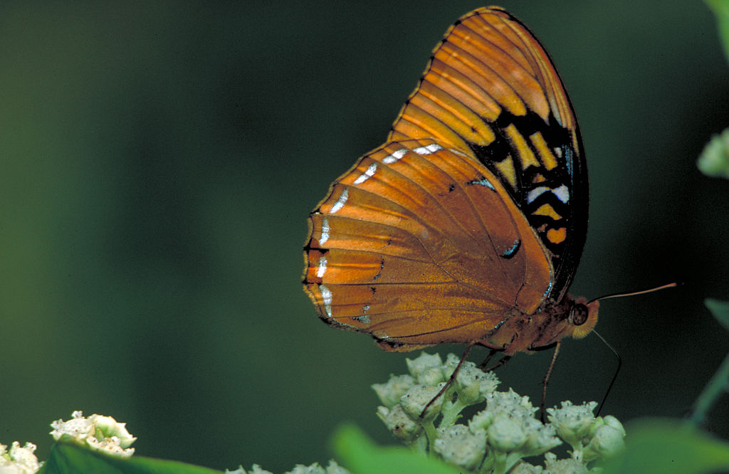 Male Diana Fritillary Butterfly