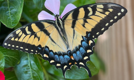 Eastern Tiger Swallowtail, Alvaton, Kentucky, July 14, 2022