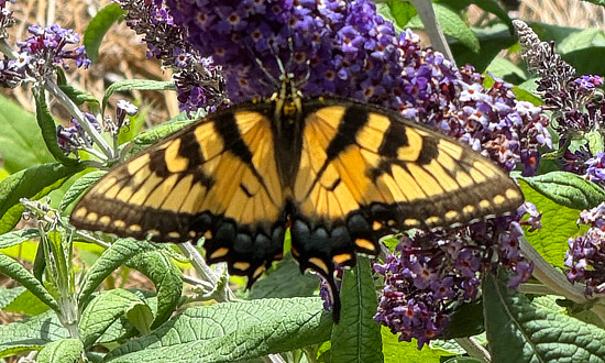 Eastern Tiger Swallowtail, Canton, Georgia, May 2024