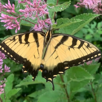 Eastern Tiger Swallowtail in Oak Grove, Kentucky