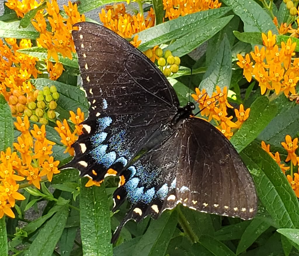 Female Eastern Tiger Swallowtail, black dimorphic form, on a Butterfly Milkweed in Catonsville, Maryland