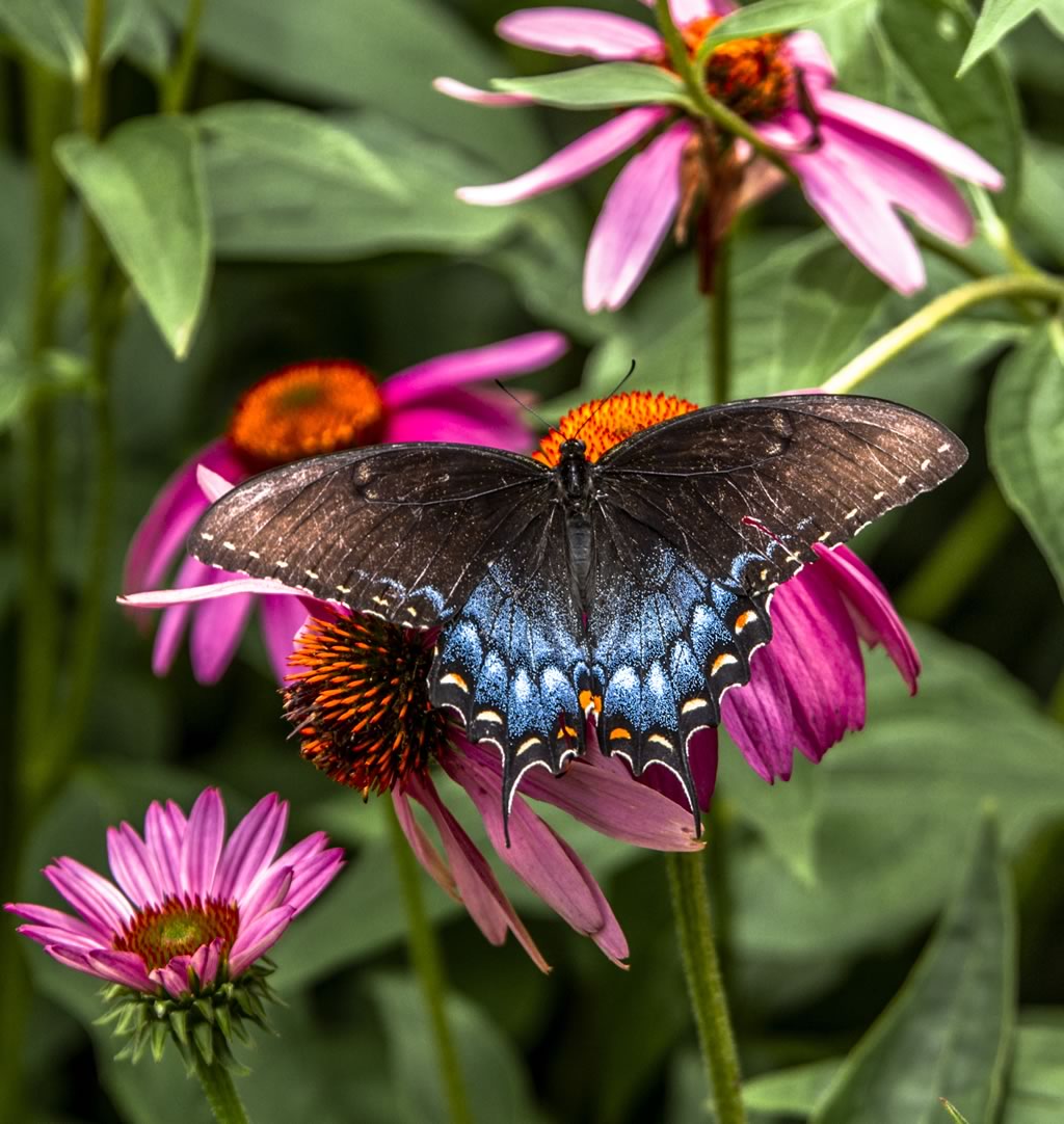 Female Tiger Swallowtail Butterfly, dark dimorphic color form