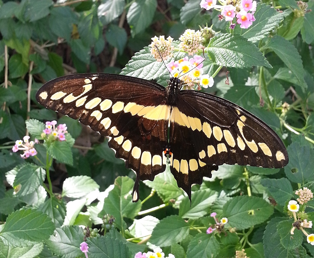 Giant Swallowtail in Irving, Texas