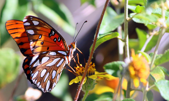 Gulf Fritillary Butterfly at Eisenhower Park, San Antonio, TX