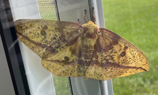 Female Imperial Moth, Lebanon, Ohio, July 7, 2024