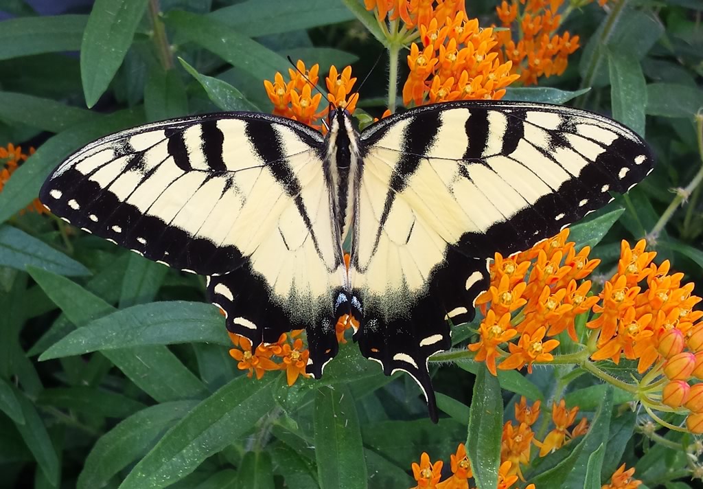 Male Eastern Tiger Swallowtail on a Butterfly Milkweed in Catonsville, Maryland 