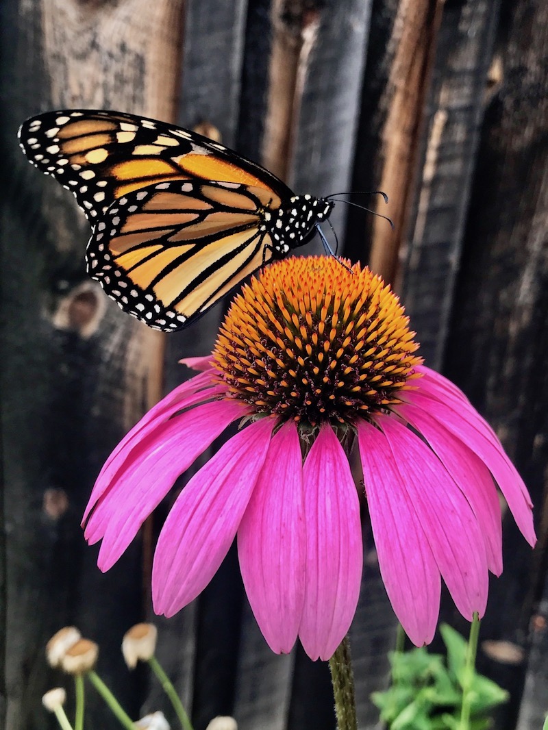 Monarch Butterfly on Cone Flower in Massachusetts