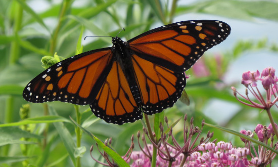 Male Monarch Butterfly enjoying Swamp Milkweed, Indian Lake County Park, Dane County, Wisconsin