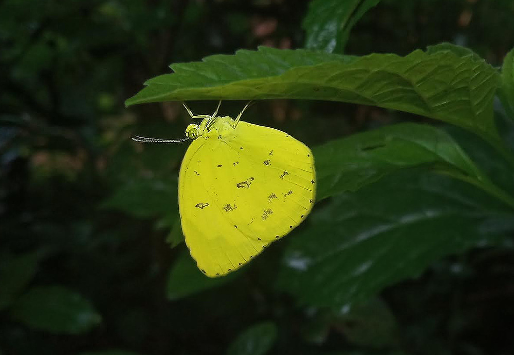 Eurema hecabe, the Common Grass Yellow butterfly, found in India