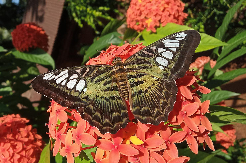 Parthenos sylvia, the Clipper butterfly, found in India