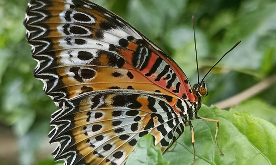 Sahyadri Lacewing Butterfly (ventral view)