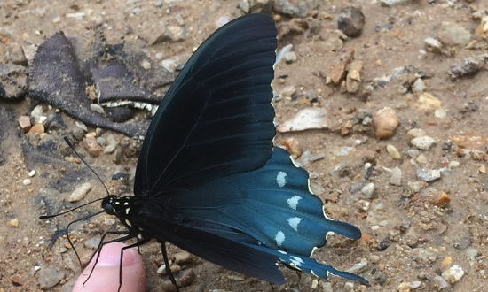 Pipevine Swallowtail Butterfly, seen at Willilamsville, Missouri