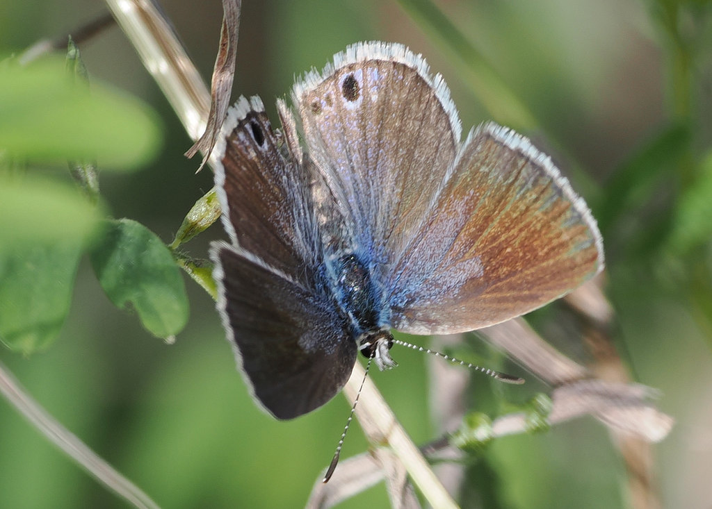 Reakirt's Blue Butterfly, seen here near Comfort, Texas, May, 2024