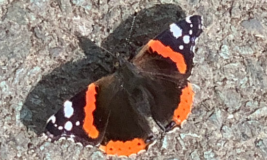Red Admiral Butterfly, Barrow-in-Furness, UK, July 25, 2023