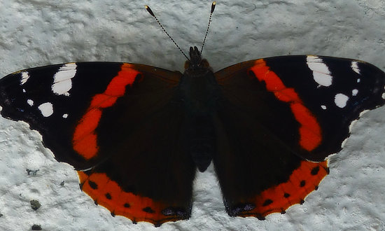 Photo of a Red Admiral Butterfly taken by the children and teachers at Quince Tree Day Nursery, South Ockendon, Essex, UK, July, 2023