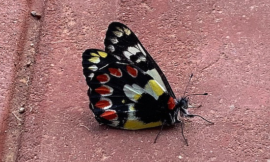 Photo of a Red-spotted Jezebel butterfly, Buckaringa in the Flinders Ranges, Australia, July, 2024