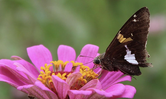 Silver Spotted Skipper, Poplarville, MS, September 2026