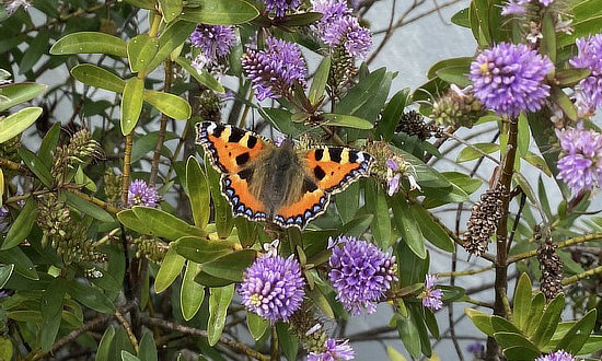 Photo of a Small Tortoiseshell Butterfly, Wexford, Ireland, July of 2023