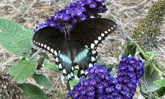Spicebush Swallowtail (male), Canton, Georgia, July, 2024