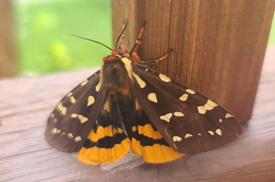 St.Lawrence Tiger Moth
