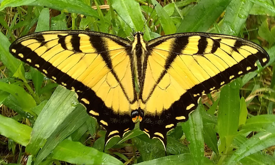 Tiger Swallowtail Butterfly, Hurst, Texas
