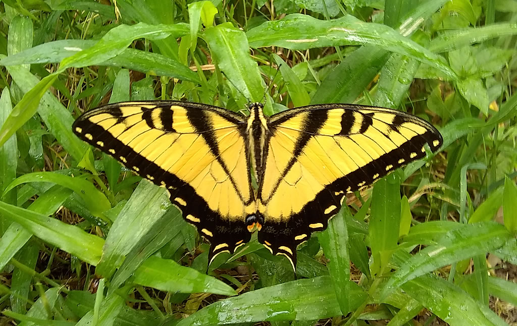 Tiger Swallowtail, Hurst, Texas