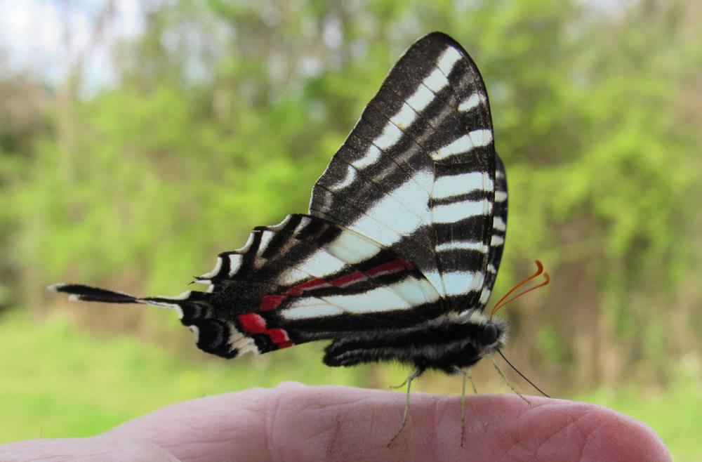 Zebra Swallowtail in Fayetteville, Alabama