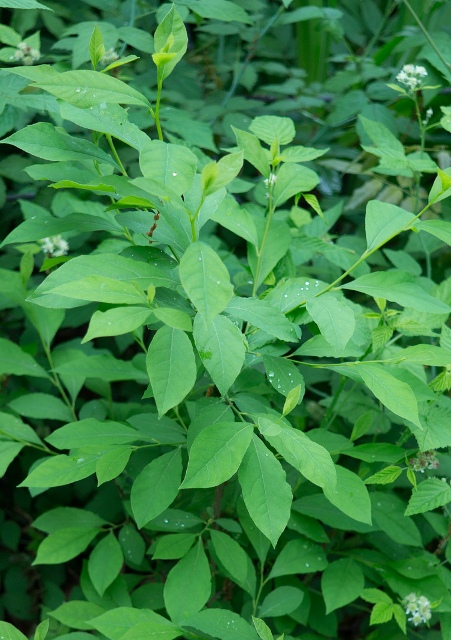 Spicebush Plant