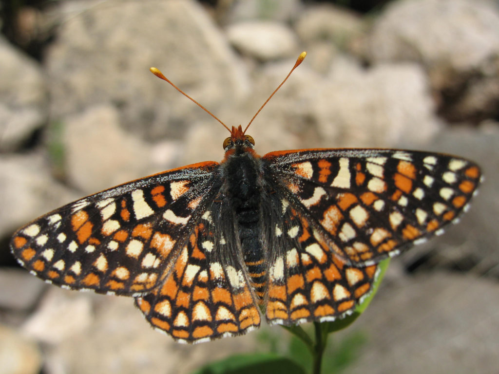 Anicia Checkerspot Butterfly - dorsal view