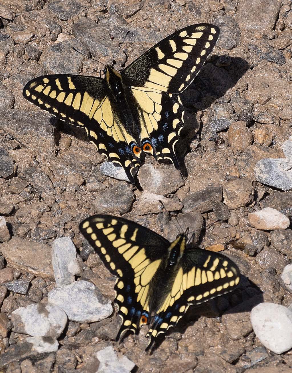 Anise Swallowtail Butterflies resting on rocks