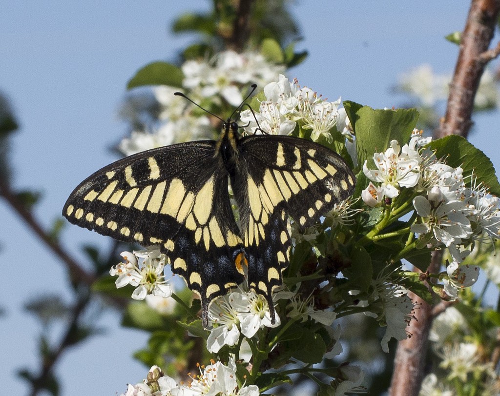 Anise Swallowtail Butterfly amidst spring blossoms
