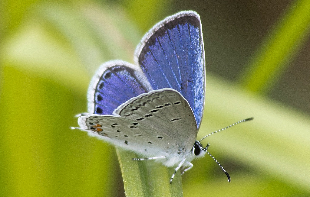 Eastern Tailed-blue Butterfly