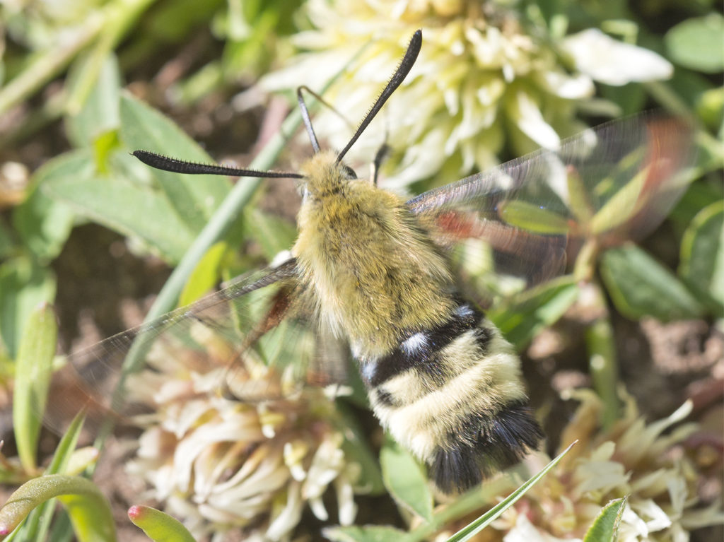Snowberry Clearwing hovering