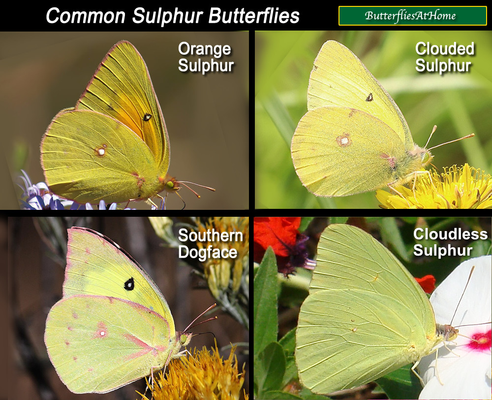 Sulphur butterflies comparison and identification