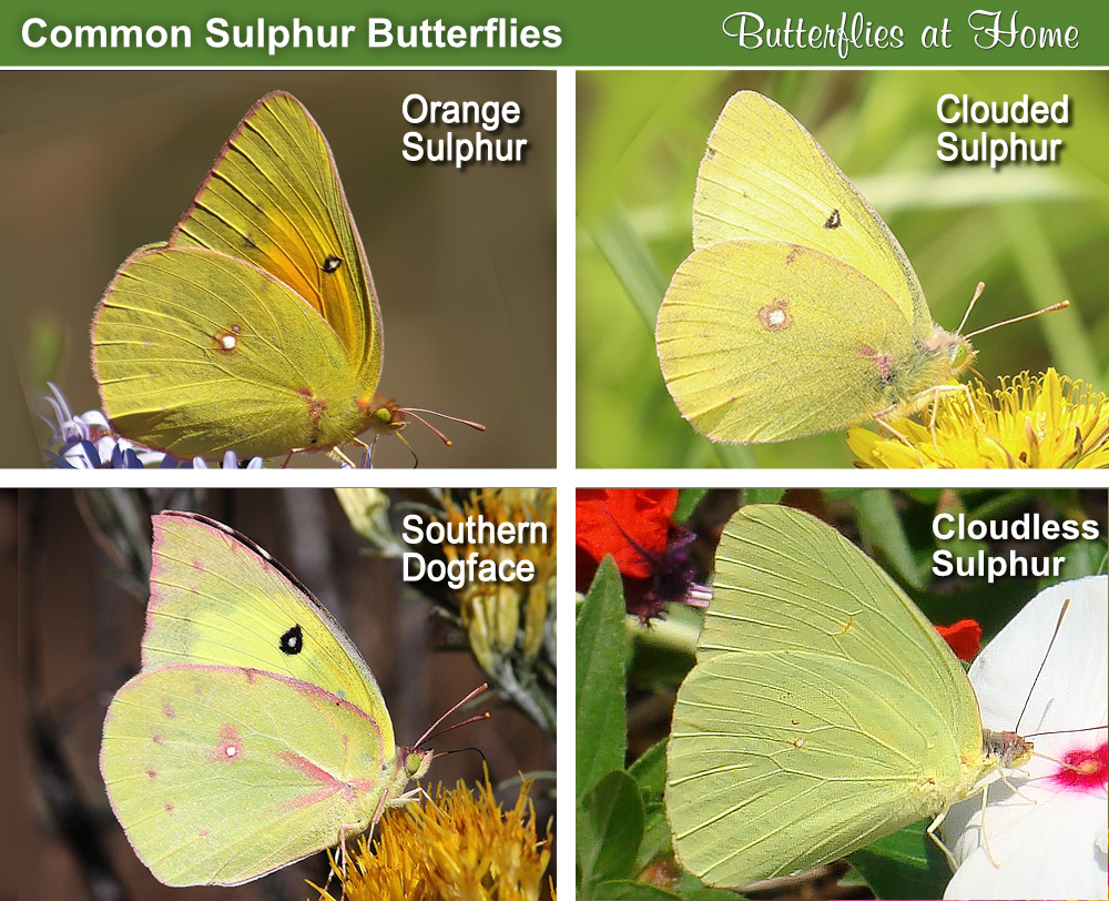 Sulphur butterflies comparison and identification