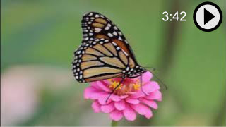 Video about the life cycle of the Monarch Butterfly