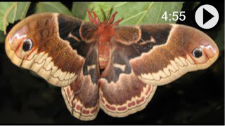 Video about common moths found in North America