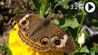 Video about common butterflies found in the backyards of homes in North America