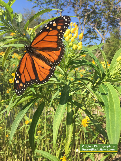 Male Monarch Butterfly at the Cerulean Park in November