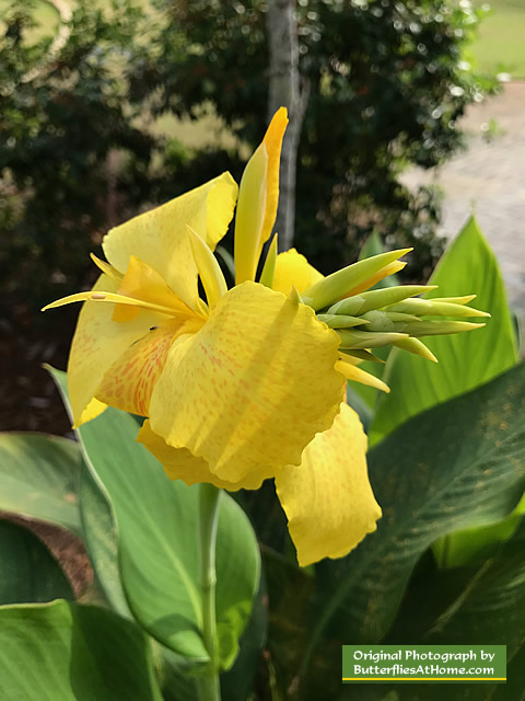 Yellow Canna Lillies along the walkways at Cerulean Park in Florida