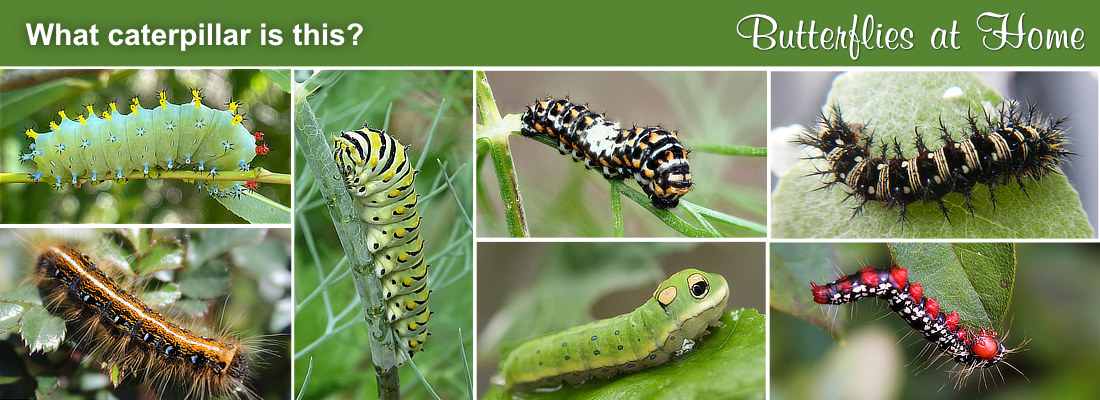 Different butterfly caterpillars ... click to learn more!